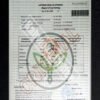 Kopi Luwak Robusta Lampung Asli Liar 250g – Premium, Bubuk & Roasted Bean Pilihan, Terbaik dari Alam - Gambar 7